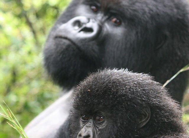 6 Day Rwanda & Gorillas of Uganda Safari