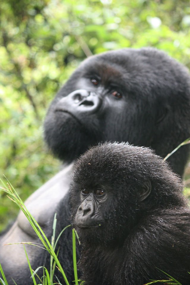 Bwindi-Impenetrable-Forest-64