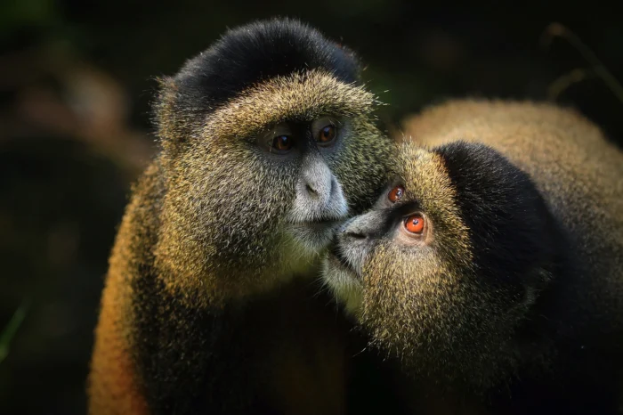 14 Days Uganda & Rwanda Safari