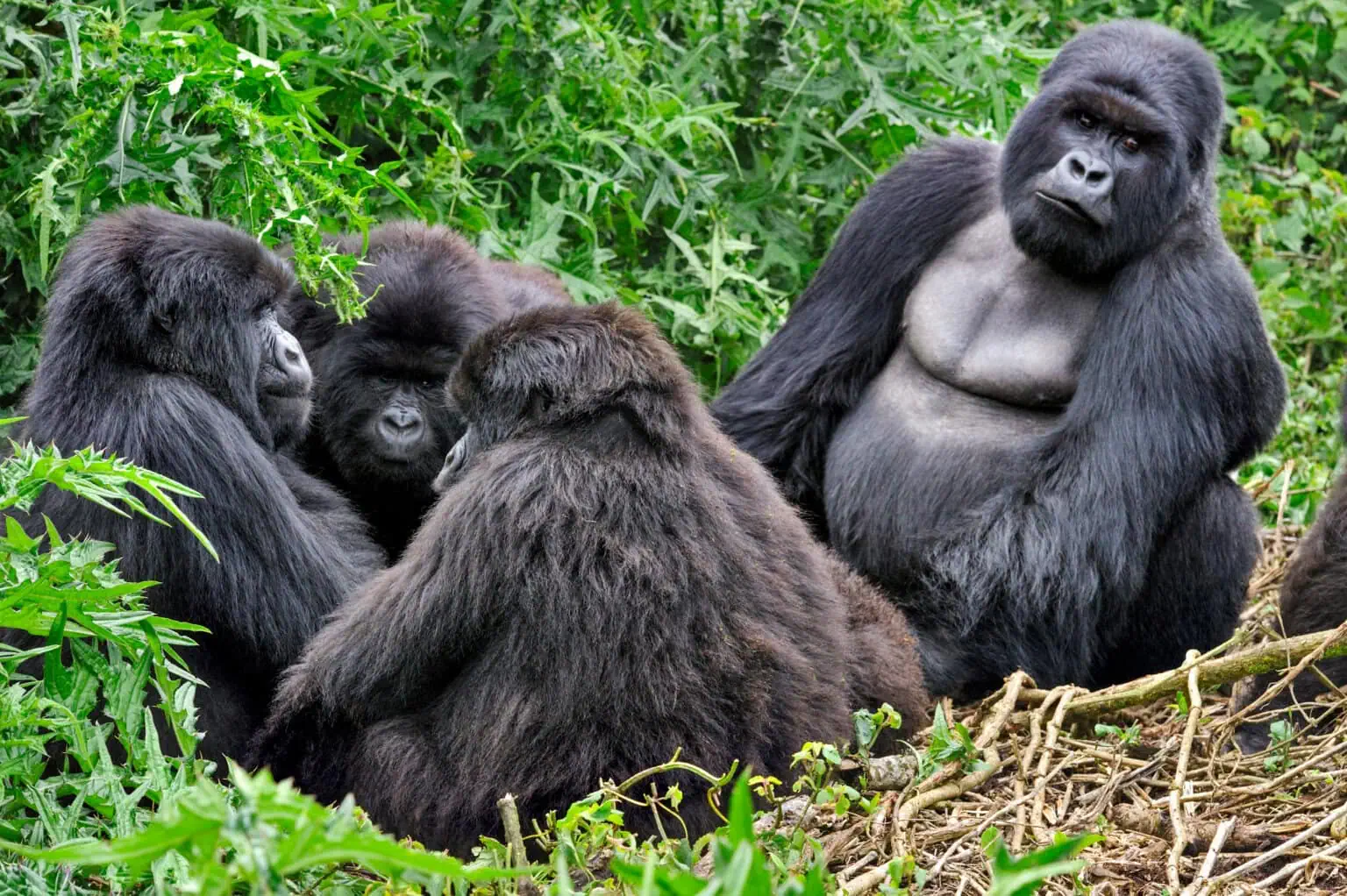Trek Wild Gorillas