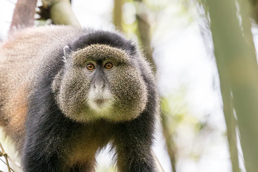 34-ML-Golden-Monkey-RF-DSC_0812-copie