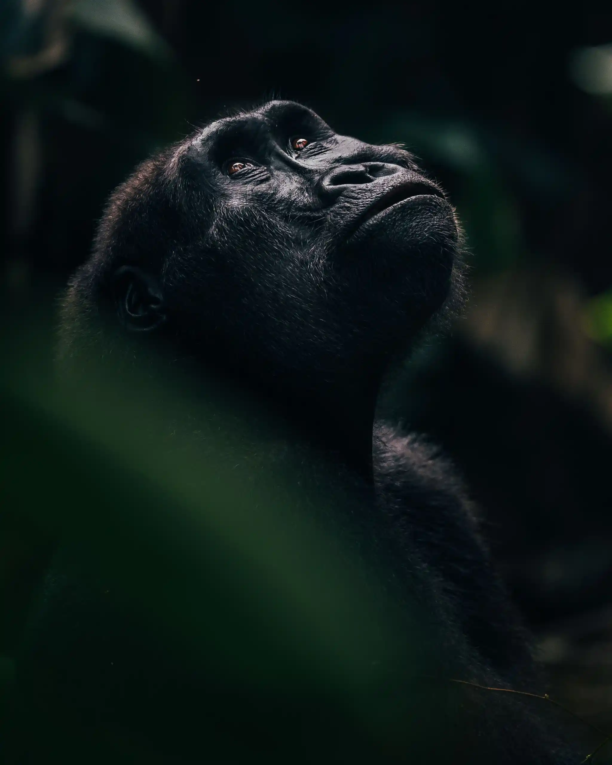 gorilla