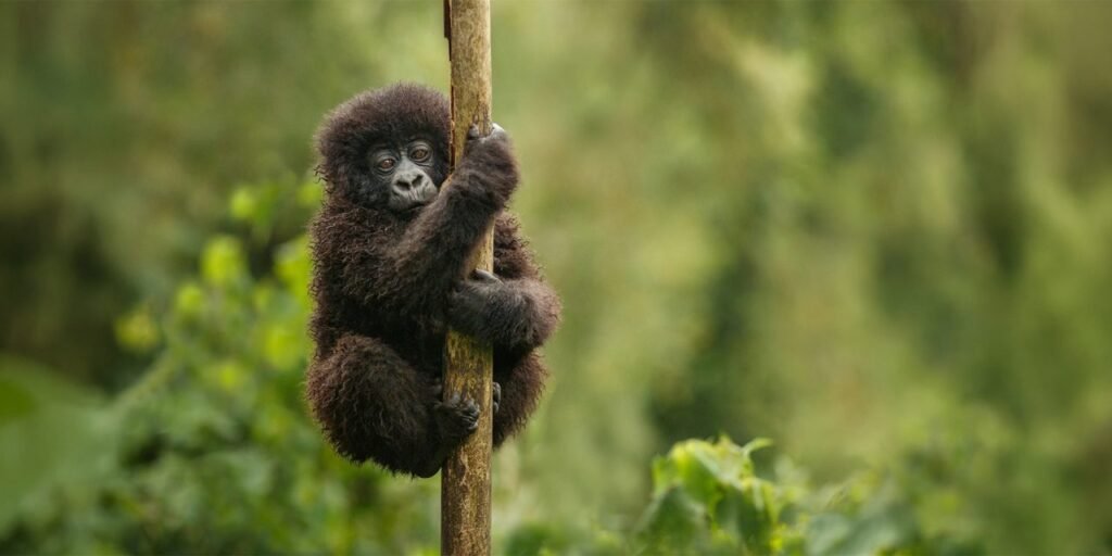 best time to visit Uganda