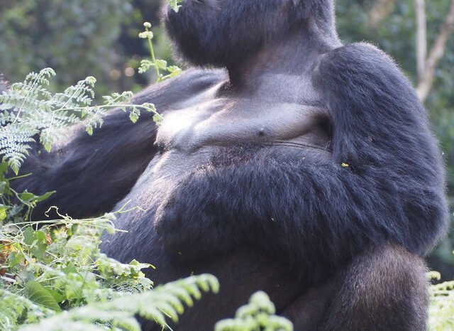 4 Days Gorilla Habituation Experience