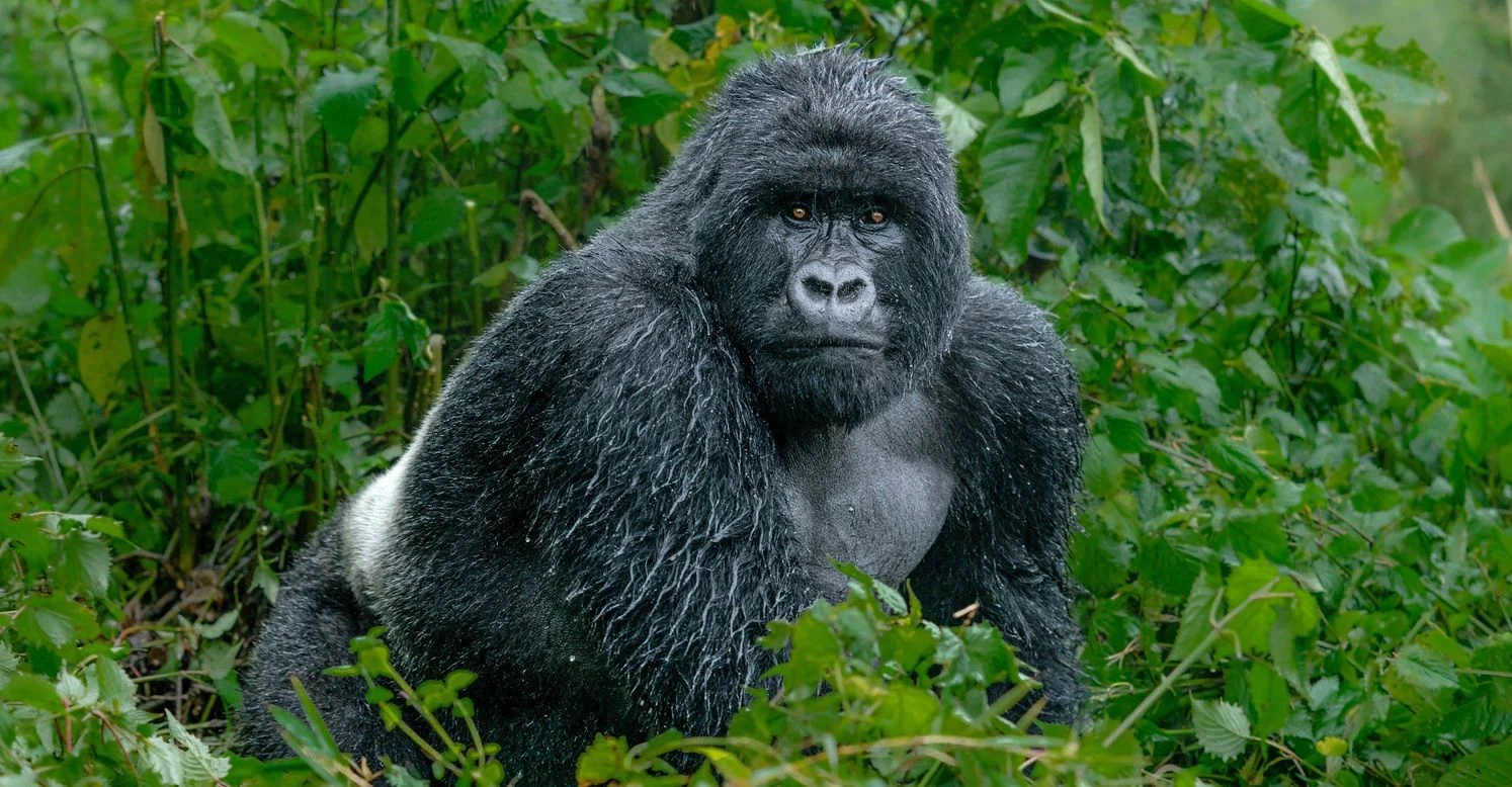 gorilla trekking