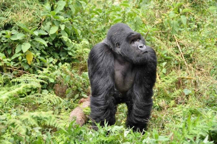 4 Days Rwanda Gorilla Safari Package
