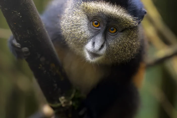 4 Days Uganda Rwanda Golden Monkey & Gorilla Tour