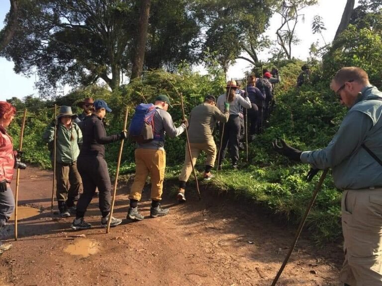 How difficult is gorilla trekking