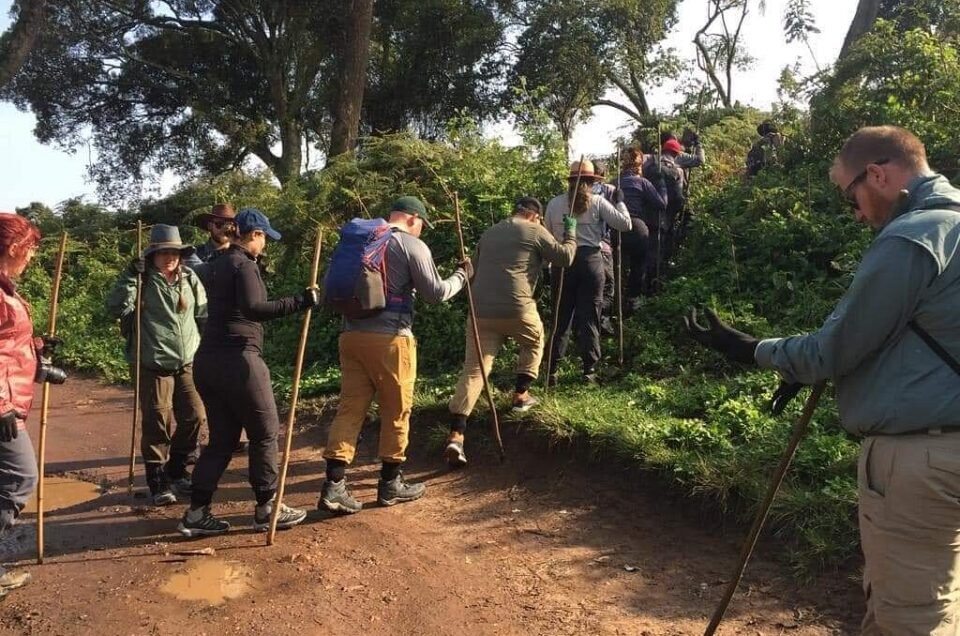 How difficult is gorilla trekking