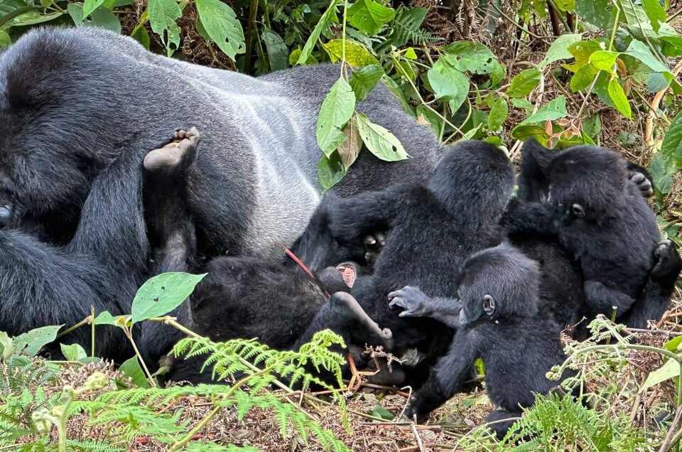 Explore Gorilla Behaviour and Social Structure, daily routines, social bonds, and fascinating insights into these incredible animals in the wild.