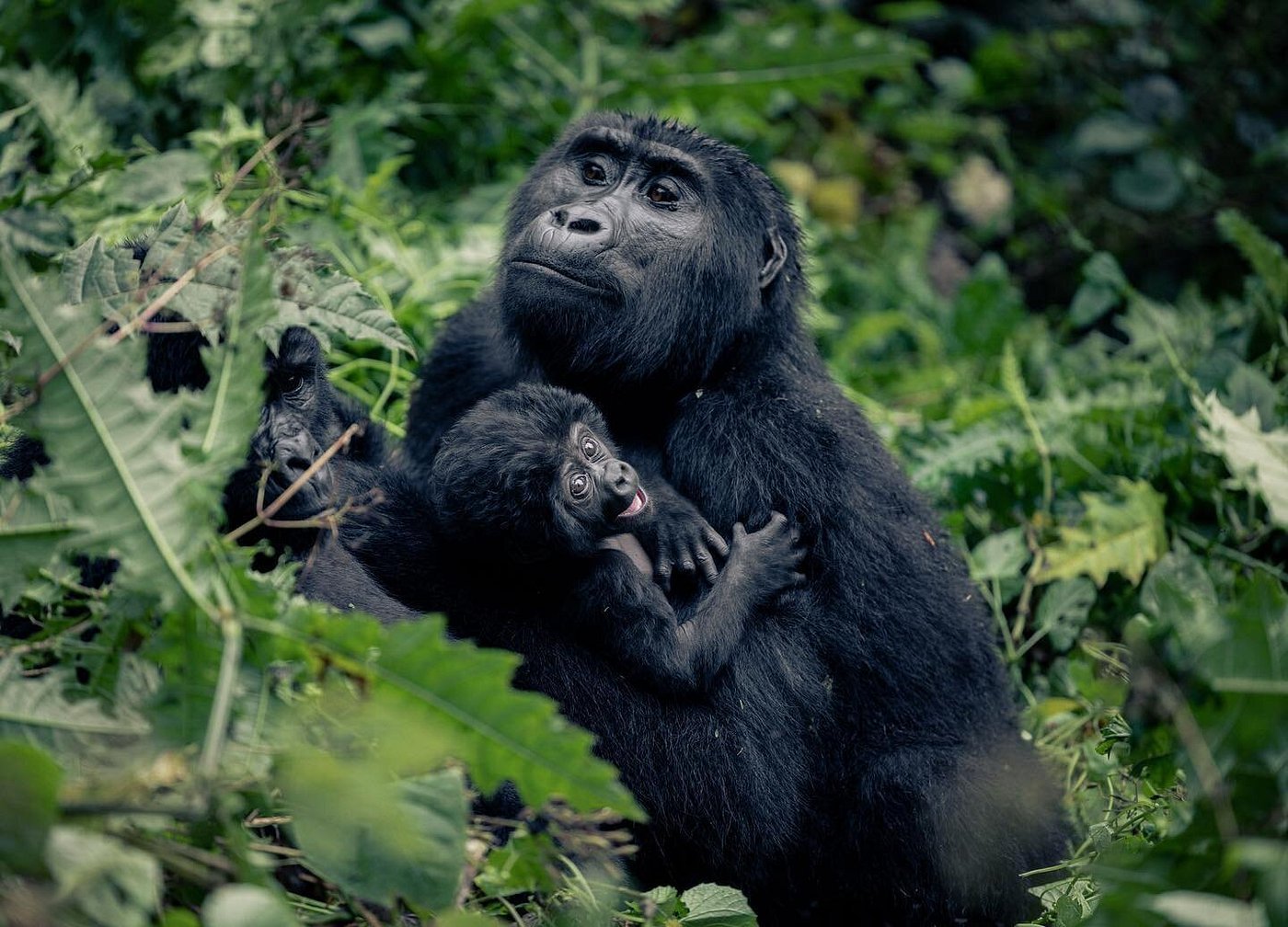 Gorilla social structure