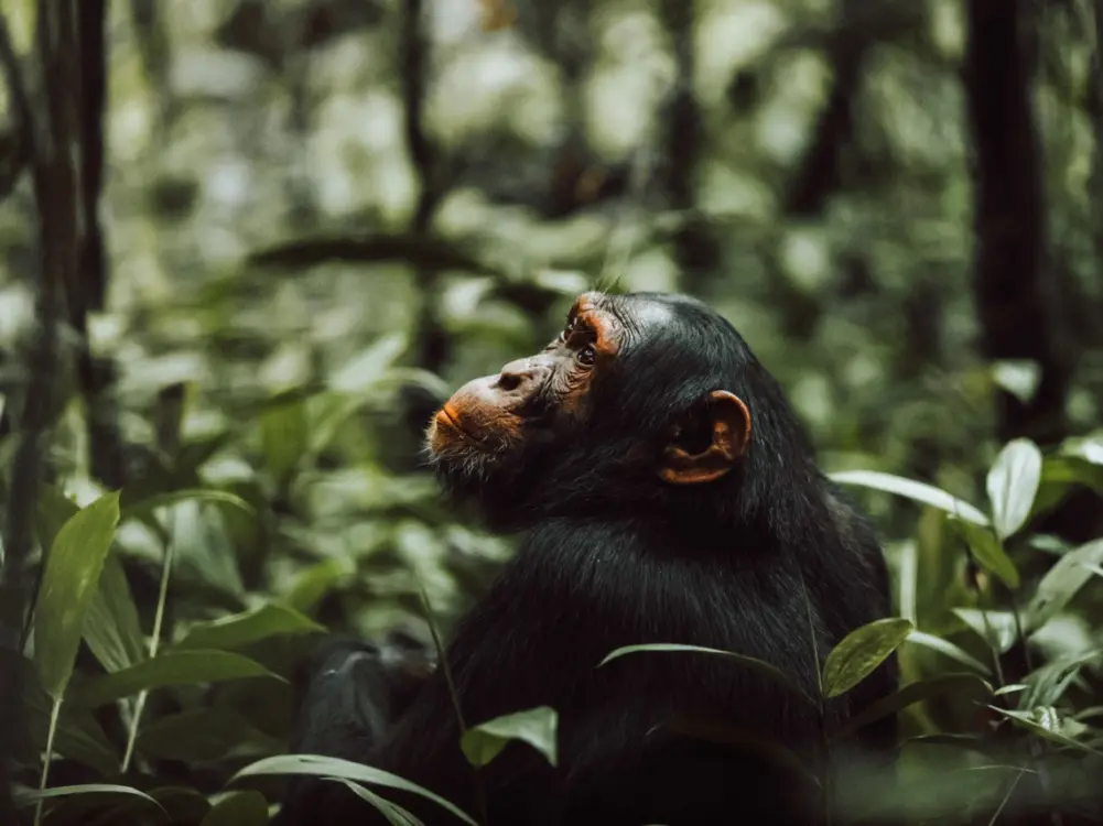 Chimpansee in Kibale Forest National Park