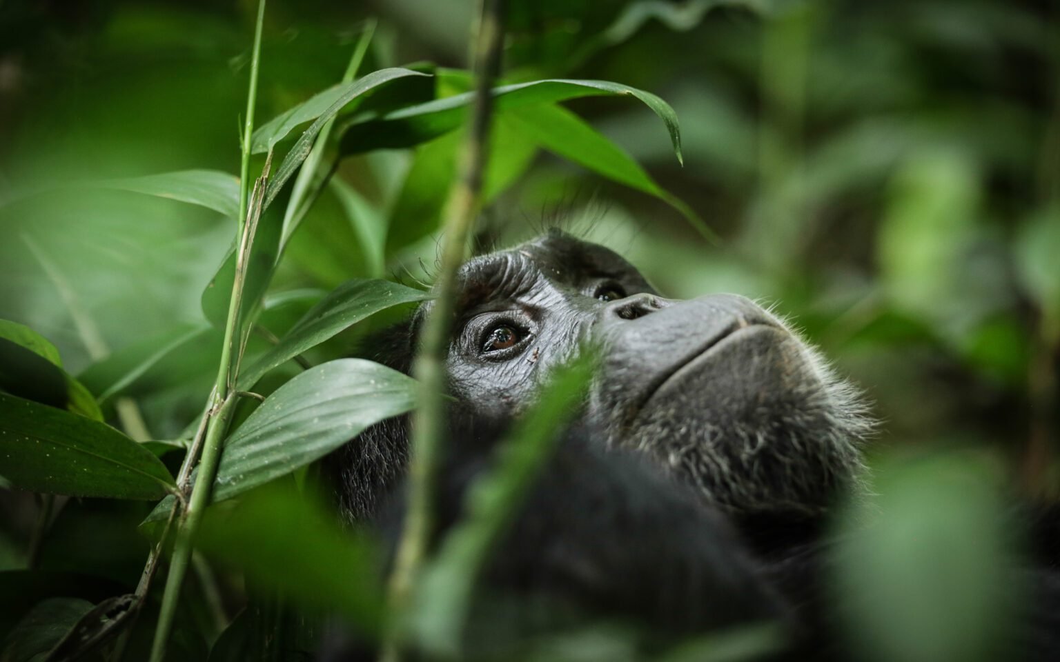 Chimpansee in Kibale Forest National Park.webp