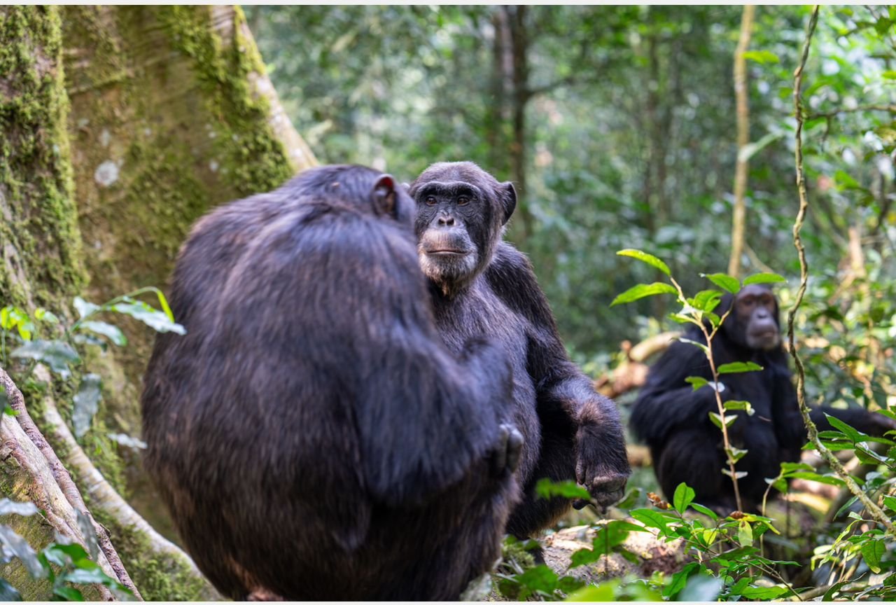 Chimpanzees in Kyambura Gorge