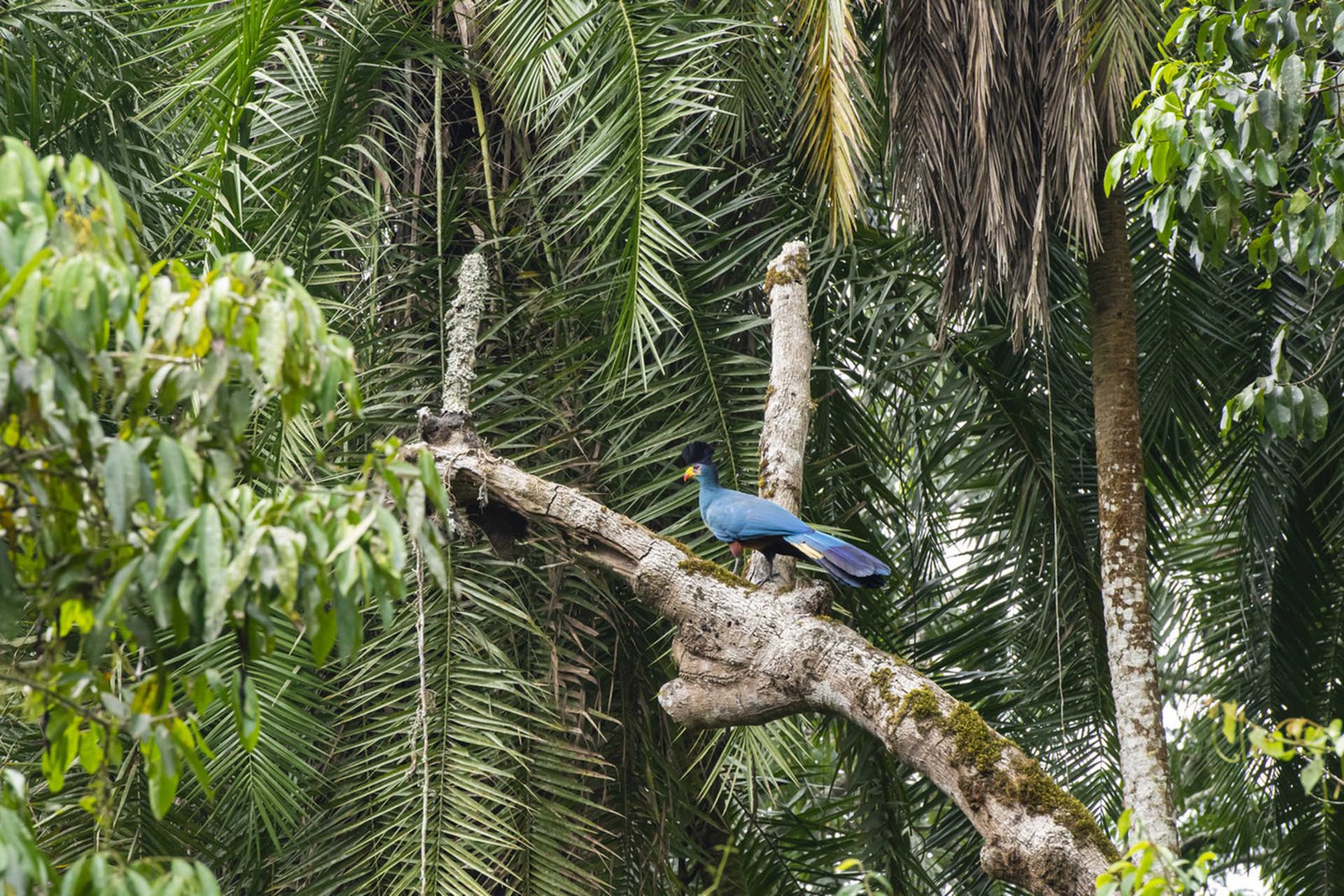 blue-turaco-in-kibale-national-park-uganda-istock-4167