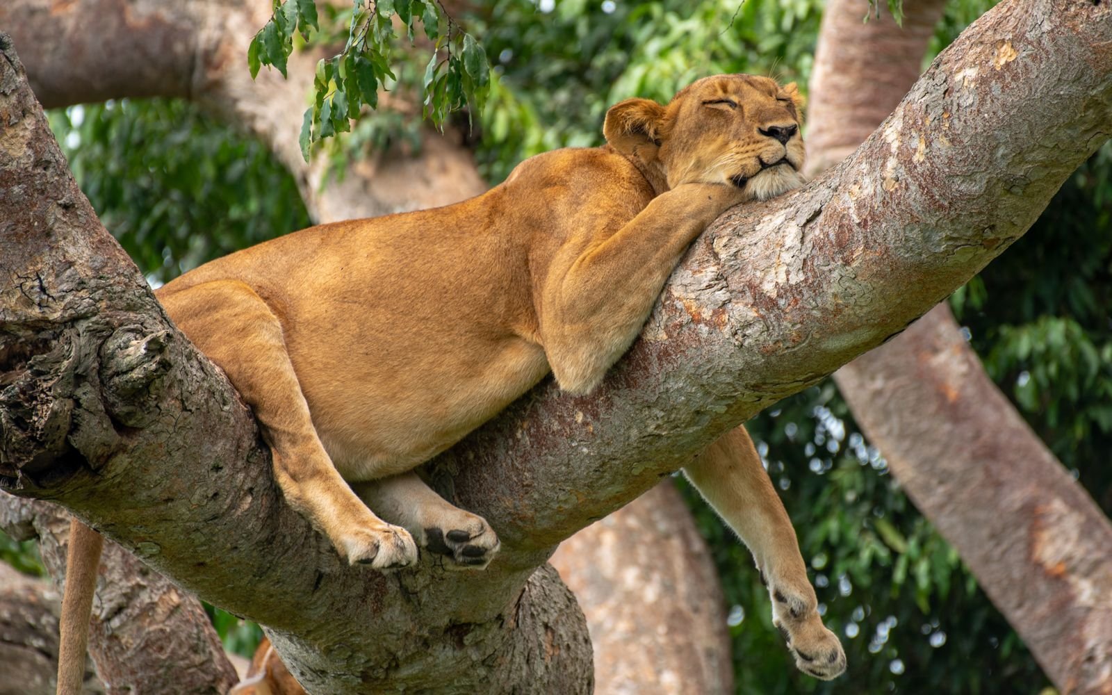 tree-climbing lions