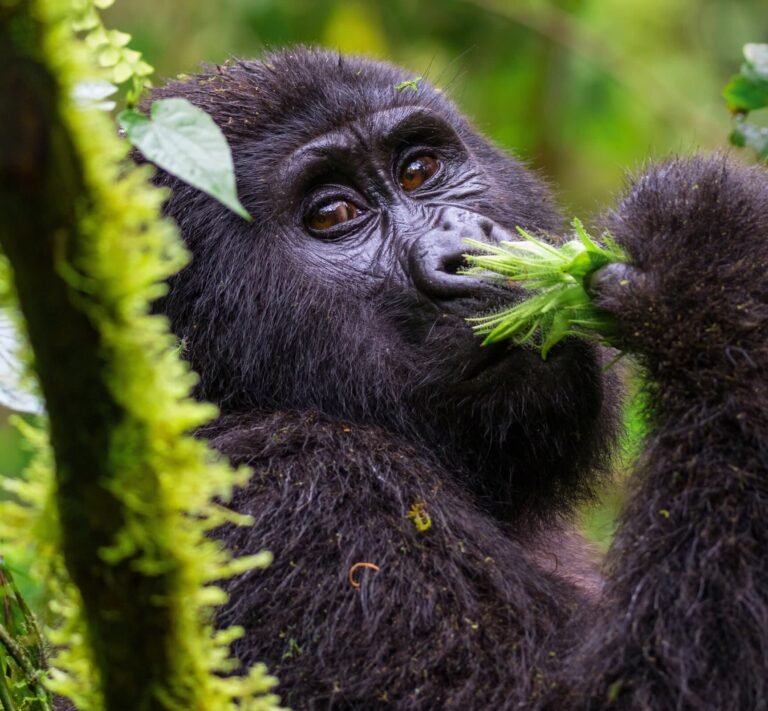 Mountain Gorillas