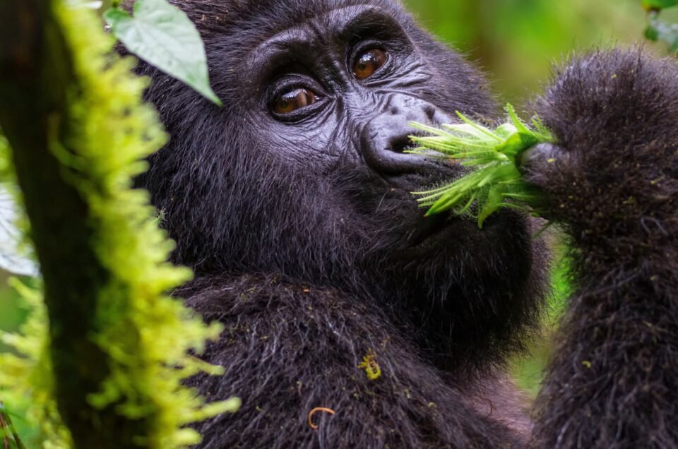Mountain Gorillas
