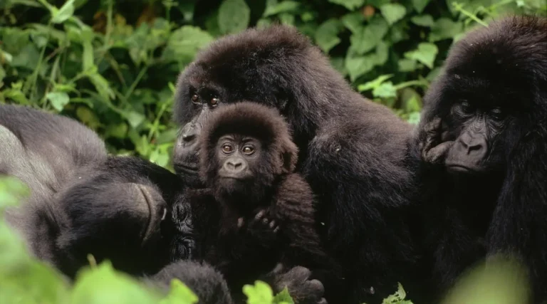 Where to See Gorillas in Africa