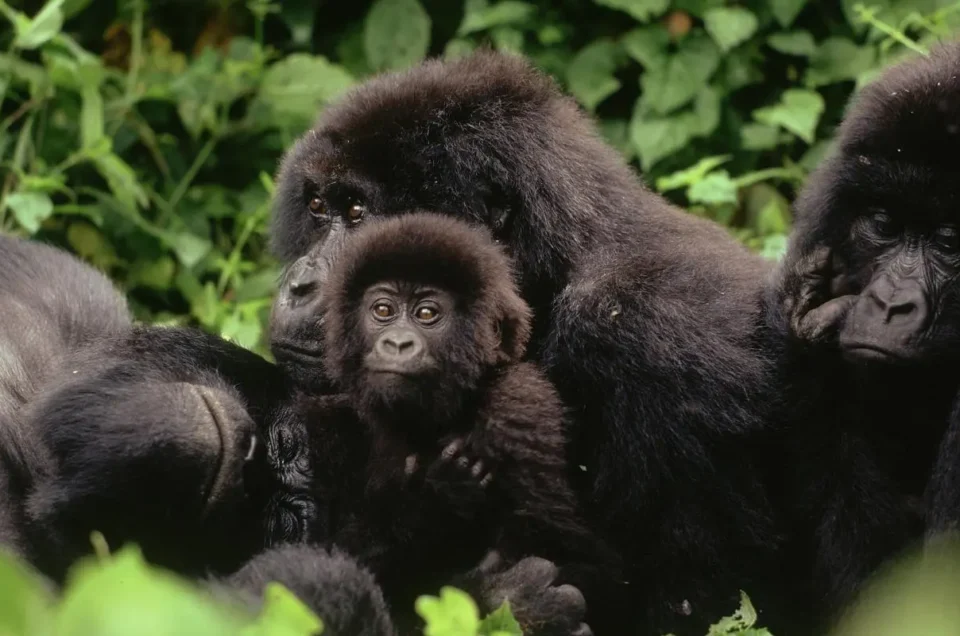 Where to See Gorillas in Africa