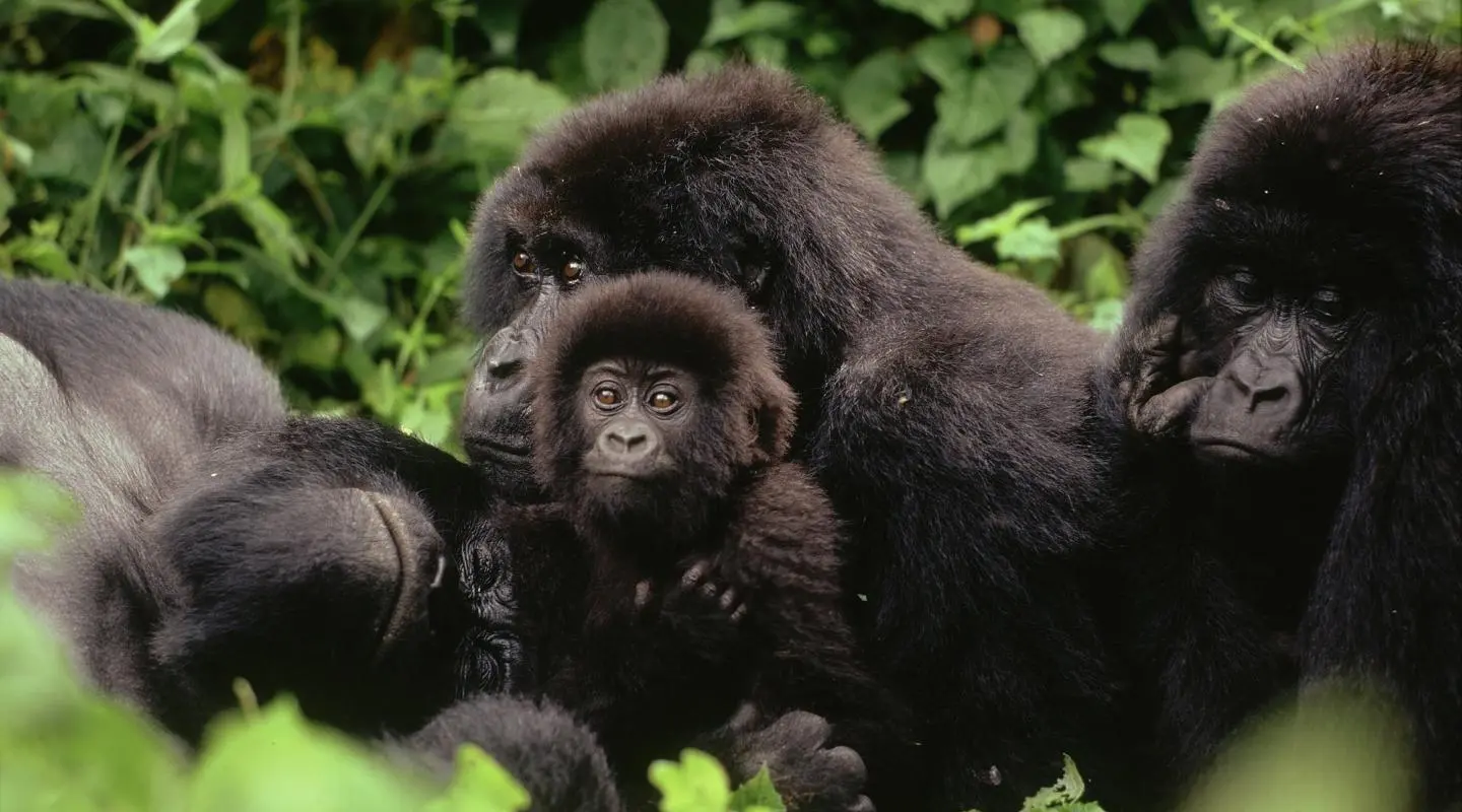 Where to See Gorillas in Africa